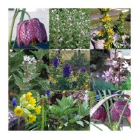 Piante da fiore rigorosamente protette in Europa centrale - Set regalo di semi