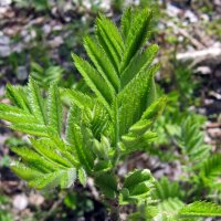 Sambuco comune (Sambucus nigra) semi