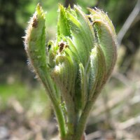 Sambuco comune (Sambucus nigra) semi