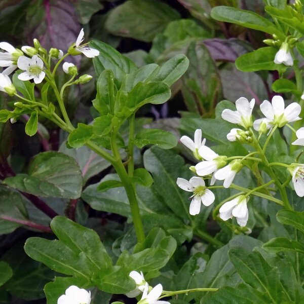 Crescione dacqua (Nasturtium officinale) biologico semi