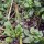 Crescione dacqua (Nasturtium officinale) biologico semi