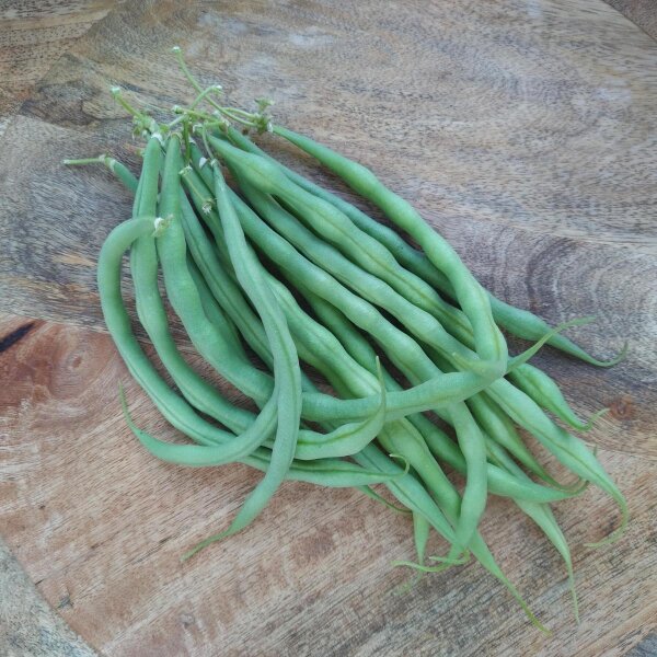 Fagiolo Nano Cupidon (Phaseolus vulgaris) biologico semi