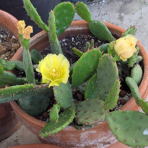 Fico dIndia nano (Opuntia humifusa) semi