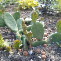 Fico dIndia nano (Opuntia humifusa) semi