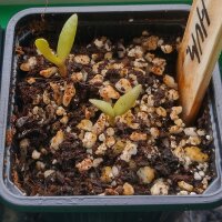 Fico dIndia nano (Opuntia humifusa) semi