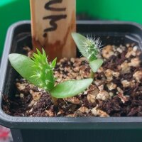 Fico dIndia nano (Opuntia humifusa) semi