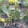 Fico dIndia nano (Opuntia humifusa) semi
