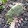 Fico dIndia nano (Opuntia humifusa) semi