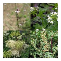 Piante sacre druidiche (biologiche) - Set di semi