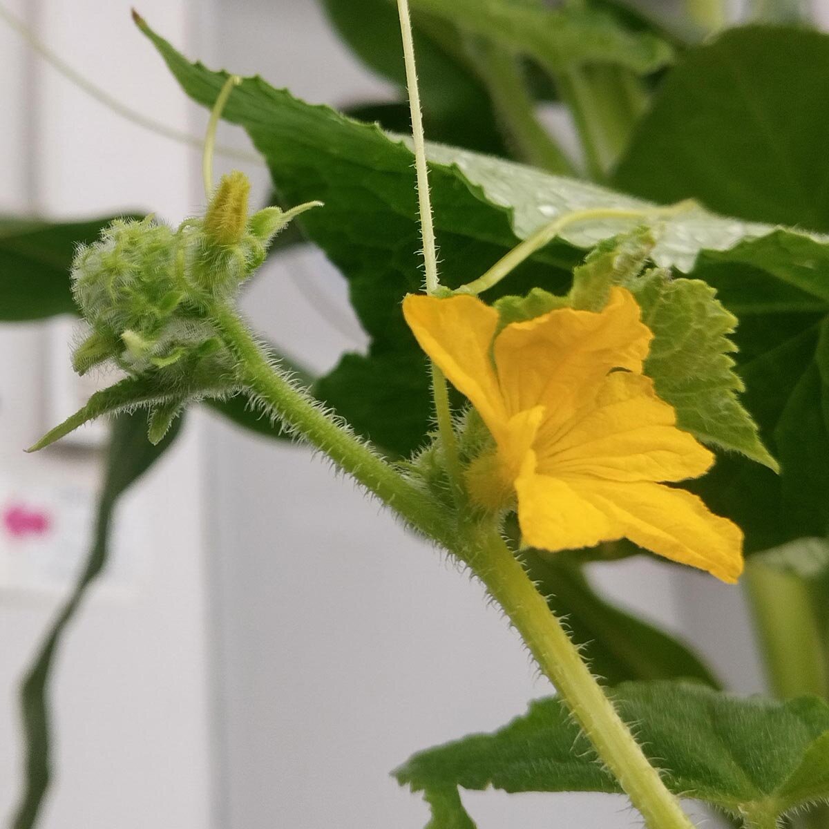 Semi di Cetriolo Marketmore – Croccanti e Produttivi