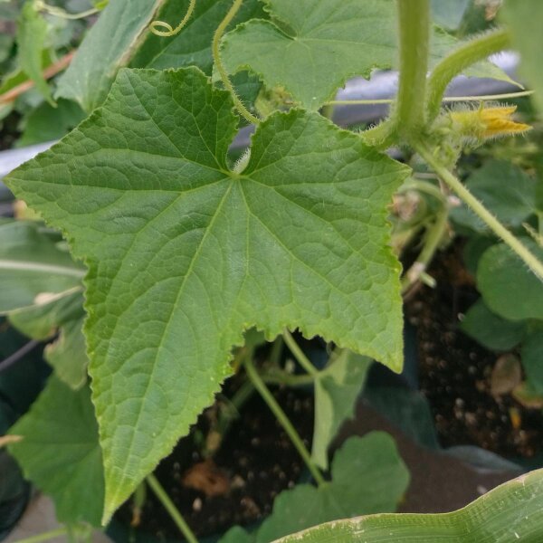 Semi Di Cetriolo Marketmore 70 Biologici – Minigarden, Confezione 30-20 Semi, Alta Germinazione, Coltivazione Facile - 4