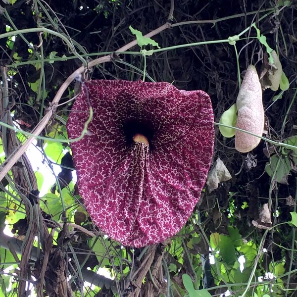 Aristolochia littoralis (Aristolochia littoralis) semi