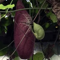 Aristolochia littoralis (Aristolochia littoralis) semi