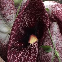 Aristolochia littoralis (Aristolochia littoralis) semi