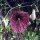 Aristolochia littoralis (Aristolochia littoralis) semi
