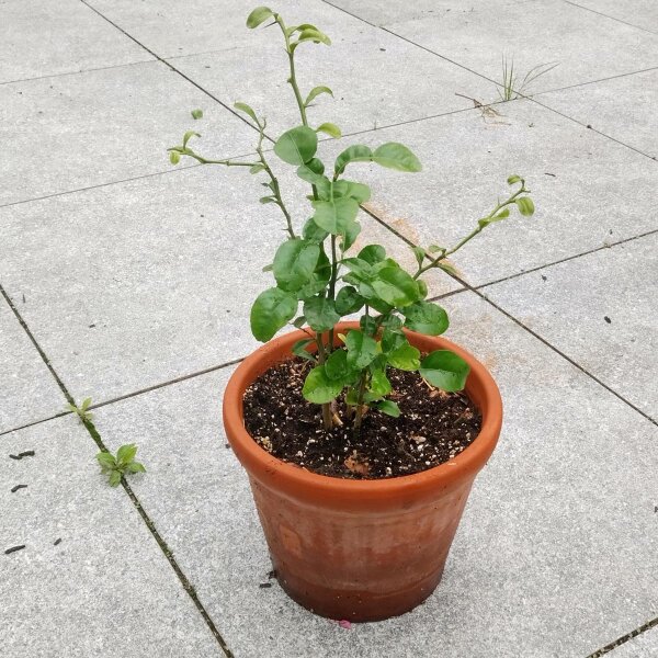 Combava (Citrus hystrix) semi