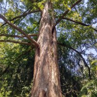 Sequoia gigante (Sequoiadendron giganteum) semi