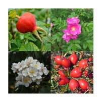 Rose selvatiche profumate - Set regalo di semi