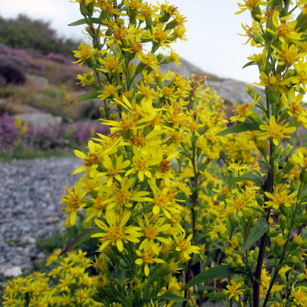 Verga doro comune (Solidago virgaurea) semi