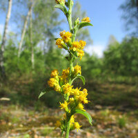 Verga doro comune (Solidago virgaurea) semi