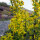 Verga doro comune (Solidago virgaurea) semi