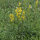 Verga doro comune (Solidago virgaurea) semi