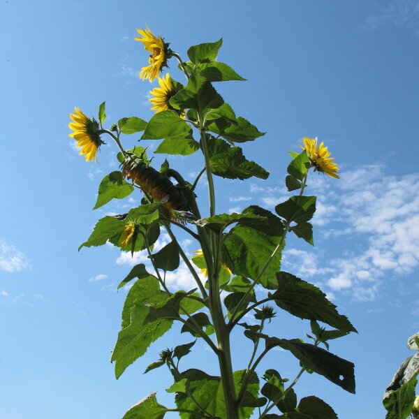 Girasole Peredovick (Helianthus annuus) biologico semi