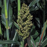 Sorgo dolce (Sorghum bicolor) semi