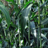 Sorgo dolce (Sorghum bicolor) semi