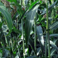 Sorgo dolce (Sorghum bicolor) semi