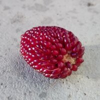 Mais fragola (Zea mays japonica) semi