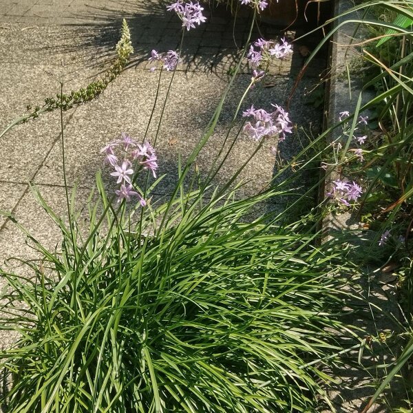 Tulbaghia violacea (Tulbaghia violacea) semi