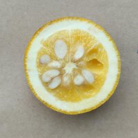 Arancio trifogliato (Poncirus trifoliata) semi