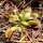 Dionea / Venere acchiappamosche (Dionaea muscipula) semi