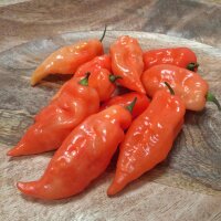 Peperoncino Habanada (Capsicum chinense) semi