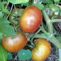 Pomodoro Tschernij Prinz (Solanum lycopersicum) biologico...