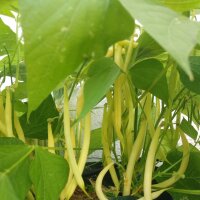 Fagiolo giallo Dior (Phaseolus vulgaris) biologico semi