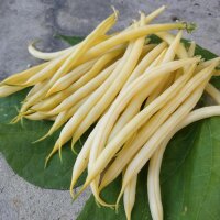 Fagiolo giallo Dior (Phaseolus vulgaris) biologico
