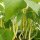 Fagiolo giallo Dior (Phaseolus vulgaris) biologico semi