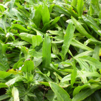Culantro / coriandolo messicano (Eryngium foetidum) semi