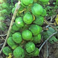Cavoletti di Bruxelles Groninger" (Brassica oleracea...