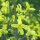 Cavoletti di Bruxelles Groninger" (Brassica oleracea var. gemmifera) biologici semi