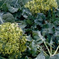 Broccolo Calabrese (Brassica oleracea) biologico