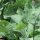 Broccolo Calabrese (Brassica oleracea) biologico semi