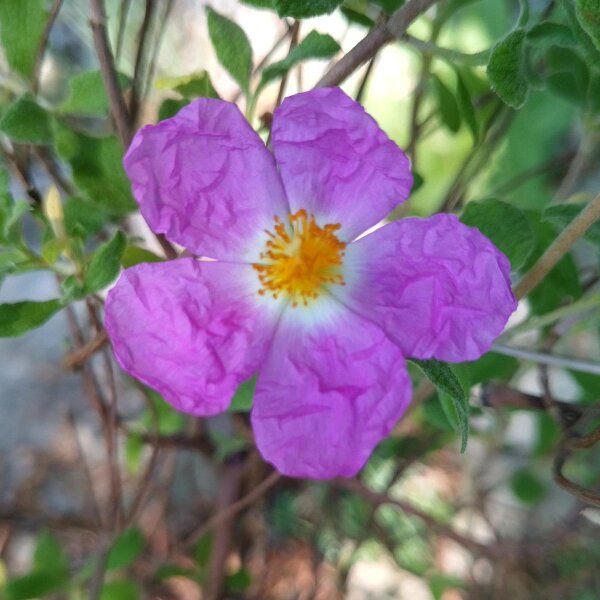 Cisto di Creta (Cistus incanus ssp. tauricus) semi