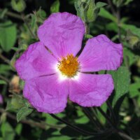 Cisto di Creta (Cistus incanus ssp. tauricus) semi