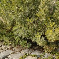 Abrotano (Artemisia abrotanum) semi