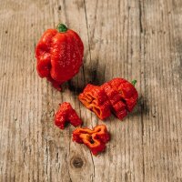 Peperoncino Carolina Reaper (Capsicum chinense)