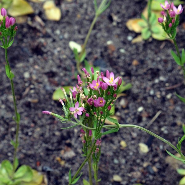 Centaurea minore (Centaurium erythraea) biologica semi