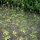 Centaurea minore (Centaurium erythraea) biologica semi